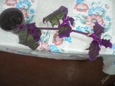 Лот: 933394. Фото: 1. Гинурка-. Горшечные растения и комнатные цветы