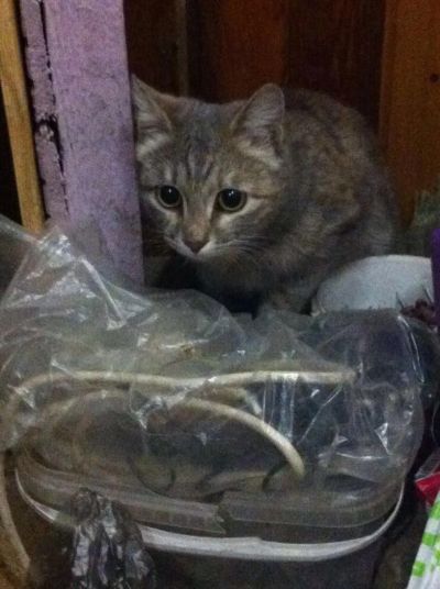 Лот: 9051340. Фото: 1. Найдена домашняя кошка. Кошки, котята