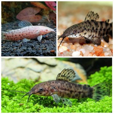 Лот: 18167689. Фото: 1. Сом Торакатум (Megalechis thoracata... Рыбки