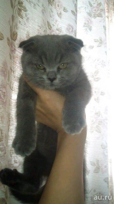 Лот: 10556004. Фото: 1. Шотландская скоттиш фолд. Кошки, котята