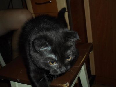 Лот: 3024999. Фото: 1. Вислоухий котенок СРОЧНО ПРОДАМ... Кошки, котята