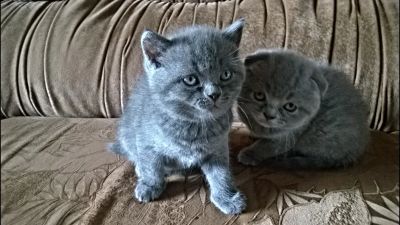 Лот: 5280079. Фото: 1. Британский котенок. Кошки, котята