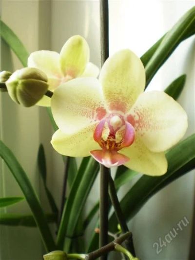 Лот: 1393393. Фото: 1. Орхидея фаленопсис. Зацветает!. Горшечные растения и комнатные цветы