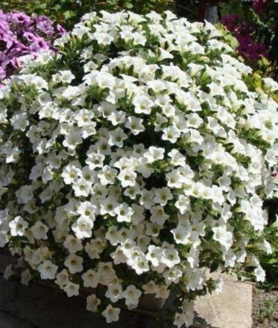 Лот: 15763372. Фото: 1. Сурфиния Table White- вегетативная. Садовые цветы