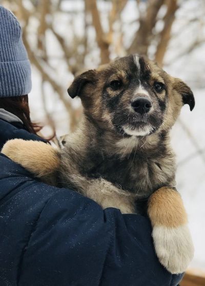 Лот: 17050640. Фото: 1. Щенки, 3 мес ищут дом!. Собаки, щенки