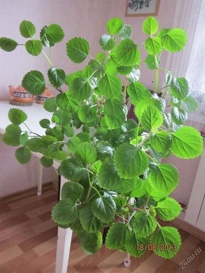 Лот: 10030392. Фото: 1. Укоренненый в стаканчике Плектрантус... Горшечные растения и комнатные цветы