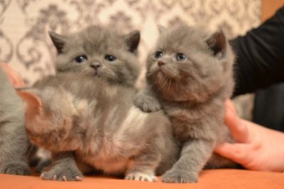 Лот: 3485841. Фото: 1. Бриташки. Кошки, котята
