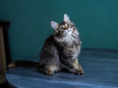 Лот: 12799198. Фото: 1. Котёнок Мейн-кун (Сумико). Кошки, котята