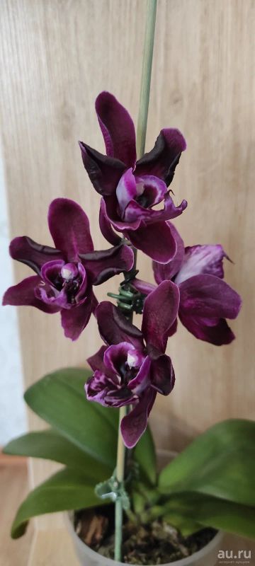 Лот: 17433252. Фото: 1. Орхидея фаленопсис Allura Dracarys... Горшечные растения и комнатные цветы