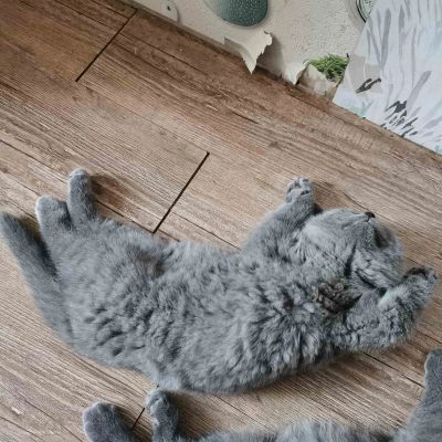 Лот: 19936911. Фото: 1. Котята британские, 1.5 месяца. Кошки, котята