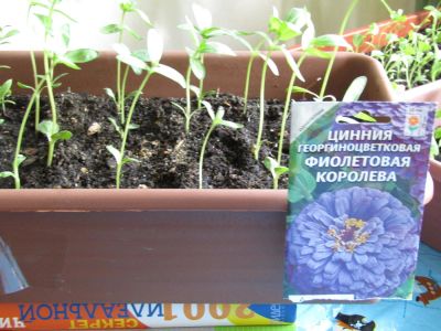 Лот: 9618550. Фото: 1. Цинния (фиолетовая королева, птичка... Садовые цветы