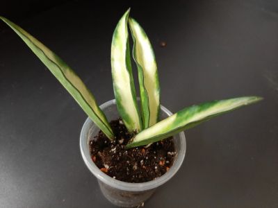 Лот: 18268405. Фото: 1. Хойя_Hoya wayettii tricolor var. Горшечные растения и комнатные цветы