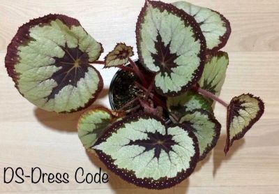 Лот: 12571894. Фото: 1. Бегония DS-Dress Cod. Горшечные растения и комнатные цветы