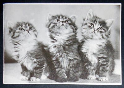 Лот: 7121230. Фото: 1. Открытка Кошки, котята. 1957... Открытки, конверты