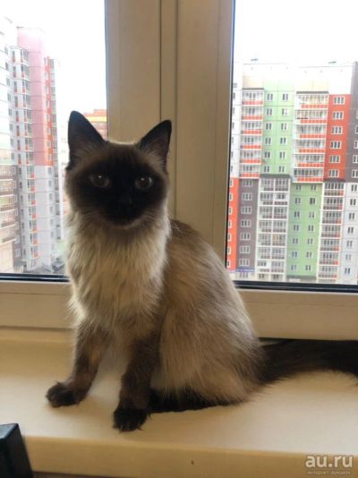 Лот: 13637775. Фото: 1. Кошка балинезийская. Кошки, котята