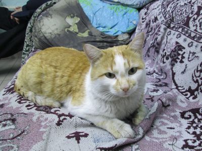 Лот: 13264349. Фото: 1. Отдам прекрасного кота Рыжавчика. Кошки, котята