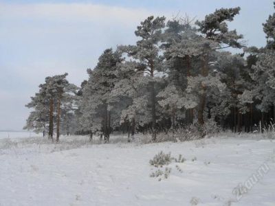 Лот: 2666283. Фото: 1. шикарный участок с соснами. Земельные участки
