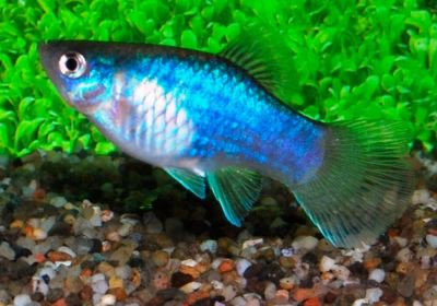 Лот: 19674075. Фото: 1. 🐟Пецилия Голубая Тукседо (Blue... Рыбки