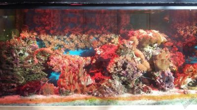 Лот: 5669265. Фото: 1. Морской аквариум. Другое (аквариумистика)
