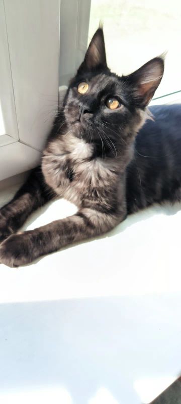 Лот: 25340464. Фото: 1. Котята Мейн кун. Кошки, котята