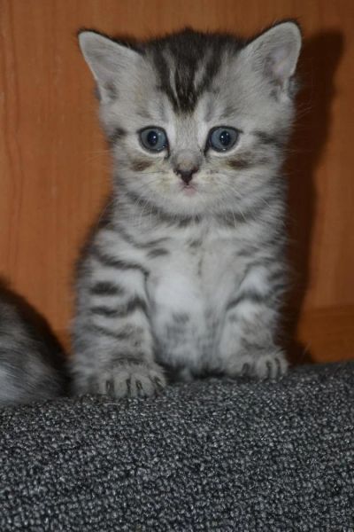 Лот: 4360142. Фото: 1. Шотландский котенок. Кошки, котята