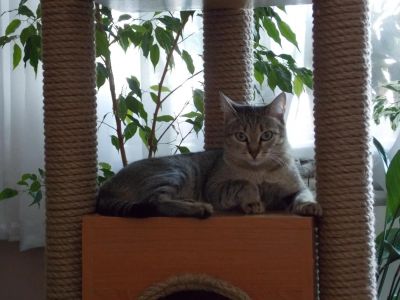 Лот: 4114122. Фото: 1. Отдам в добрые руки кошечку. Кошки, котята