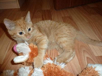 Лот: 3541423. Фото: 1. Отдам котенка в хорошие руки. Кошки, котята