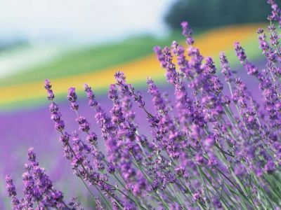 Лот: 4344279. Фото: 1. Продам участок в р-не ул.Калинина... Земельные участки