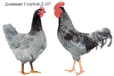 Лот: 11071787. Фото: 1. цыплята доминантов разных окрасок. Птицы
