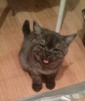 Лот: 6178070. Фото: 1. Котенок в Хорошие руки... Кошки, котята