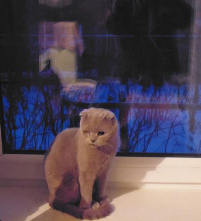 Лот: 4851792. Фото: 1. Отдадим кота в хорошие руки!. Кошки, котята