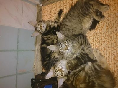Лот: 6006342. Фото: 1. Котята Мейн кун. Кошки, котята