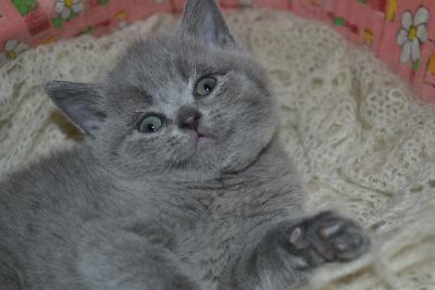 Лот: 3490359. Фото: 1. Очаровательная британская кошечка. Кошки, котята