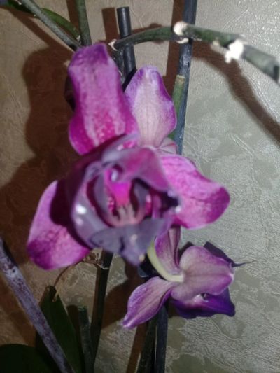 Лот: 10671321. Фото: 1. Орхидея фаленопсис пилорик (детка... Горшечные растения и комнатные цветы