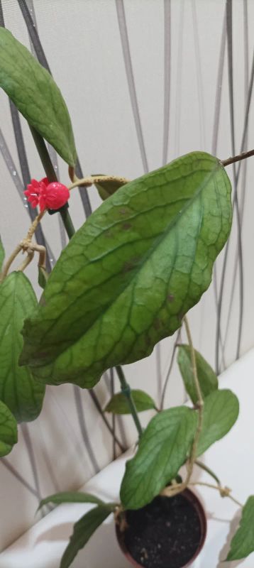 Лот: 20089547. Фото: 1. хойя (Hoya sp. Kast (EPC-934... Горшечные растения и комнатные цветы