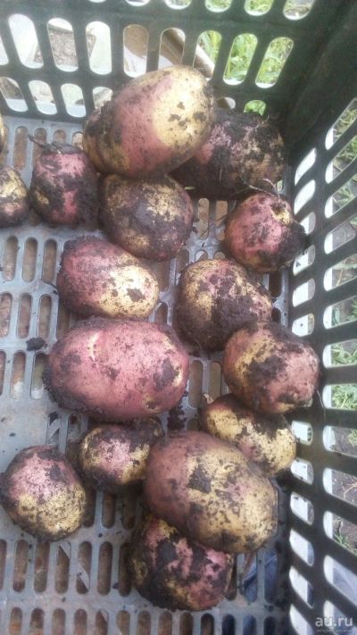 Лот: 16331783. Фото: 1. Картофель Апачи. apache-potatoes. Картофель