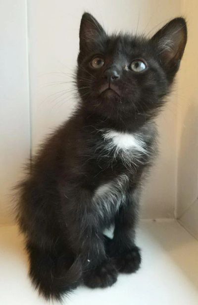 Лот: 10496126. Фото: 1. Котёнок Медвежонок 2 мес. Кошки, котята