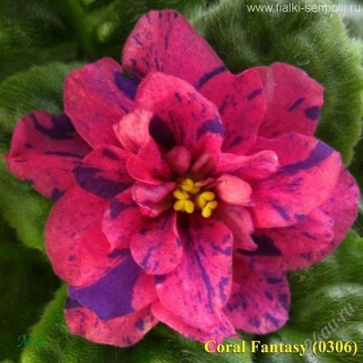 Лот: 1823314. Фото: 1. лист фиалки Coral Fantasy. Горшечные растения и комнатные цветы