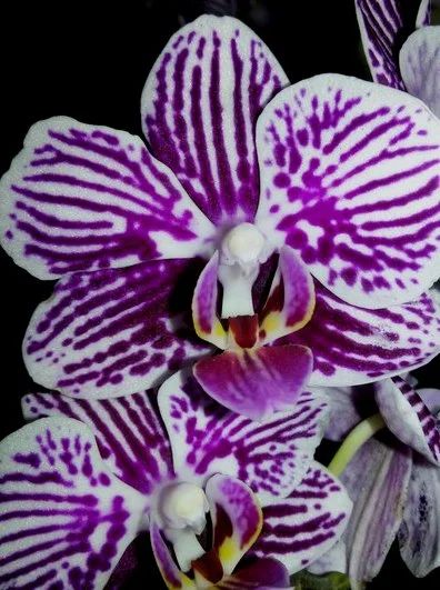 Лот: 6014462. Фото: 1. Орхидея Фаленопсис "зебра"(детка... Горшечные растения и комнатные цветы