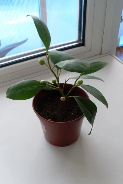 Лот: 4352458. Фото: 1. Фикус дельтовидный (Ficus deltoidea... Горшечные растения и комнатные цветы