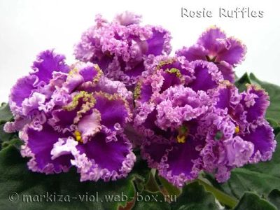 Лот: 9729083. Фото: 1. Фиалка Rosie Ruffles детка. Горшечные растения и комнатные цветы