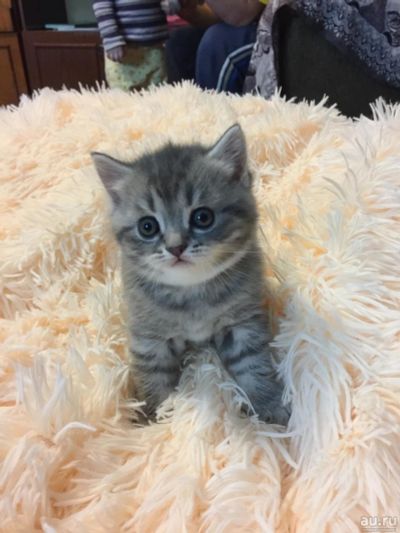Лот: 8686186. Фото: 1. Шотландские котята. Кошки, котята