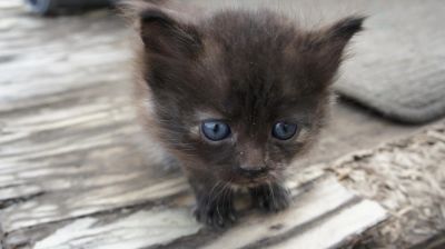 Лот: 11394033. Фото: 1. Котенок девочка, возраст 1 месяц... Кошки, котята