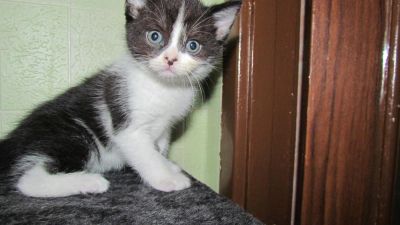 Лот: 8722012. Фото: 1. красивый котенок от экзотического-перса... Корма