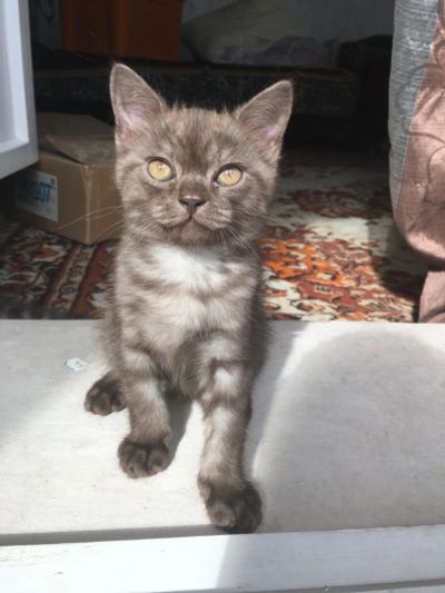 Лот: 9947212. Фото: 1. Шотландские котята, котенок. Кошки, котята