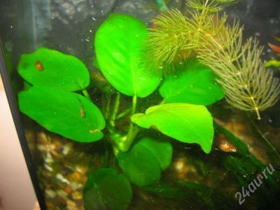 Лот: 250066. Фото: 1. Продаются растения: Анубиас, Криптокорины... Водные растения