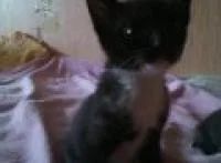 Лот: 6770744. Фото: 1. Котята в добрые руки. Кошки, котята