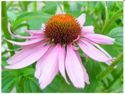 Лот: 6090533. Фото: 1. Эхинацея 50 гр. Другое (красота и здоровье)