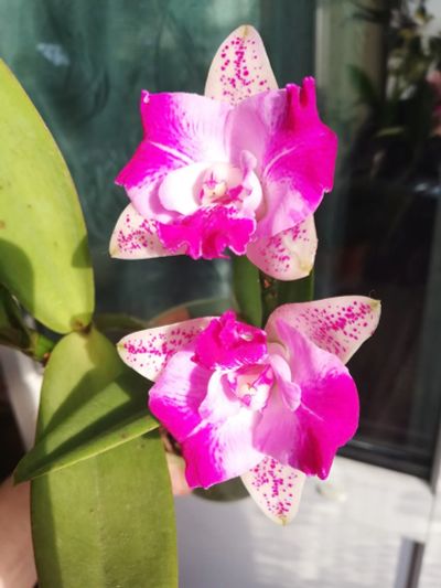 Лот: 17530510. Фото: 1. Орхидея каттлея взрослая. Горшечные растения и комнатные цветы