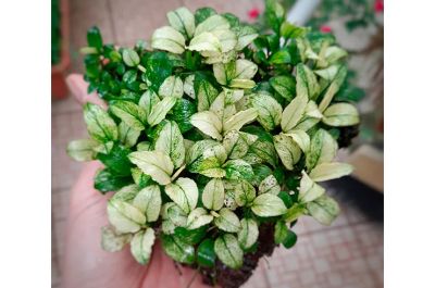 Лот: 25073683. Фото: 1. Анубиас пинто (Anubias barteri... Водные растения